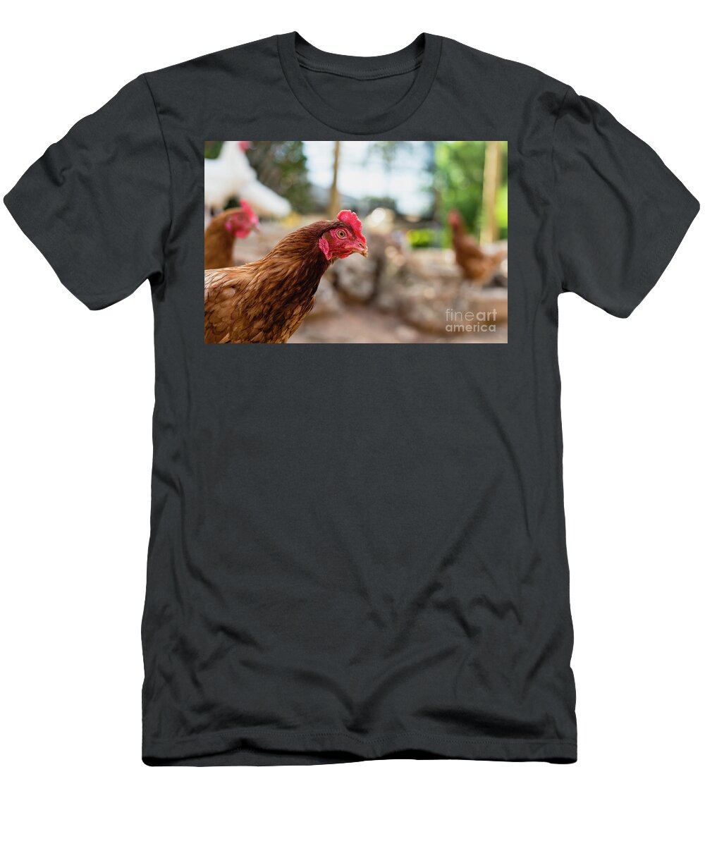 Animal T-Shirt featuring the photograph Organic chickens in their corral. by Joaquin Corbalan