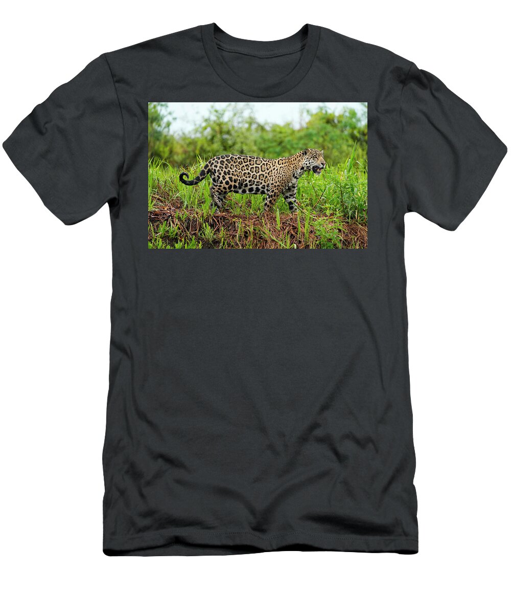 00640543 T-Shirt featuring the photograph Pantanal Jaguar Stalking Pantanal by Hiroya Minakuchi
