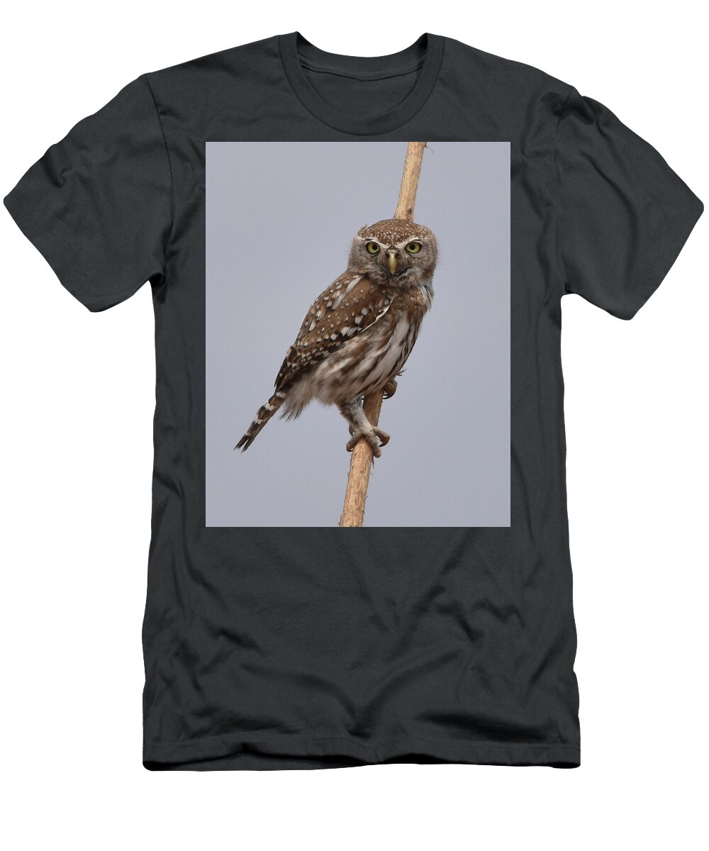 Owl T-Shirt featuring the photograph Pearl-Spotted Owlet by Ben Foster