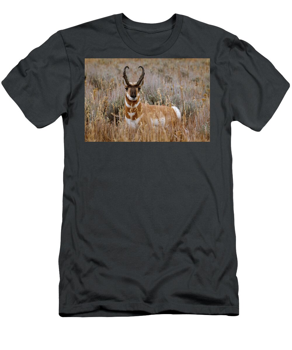 Grand Teton National Park T-Shirt featuring the photograph Pronghorn in the Sage by Catherine Avilez