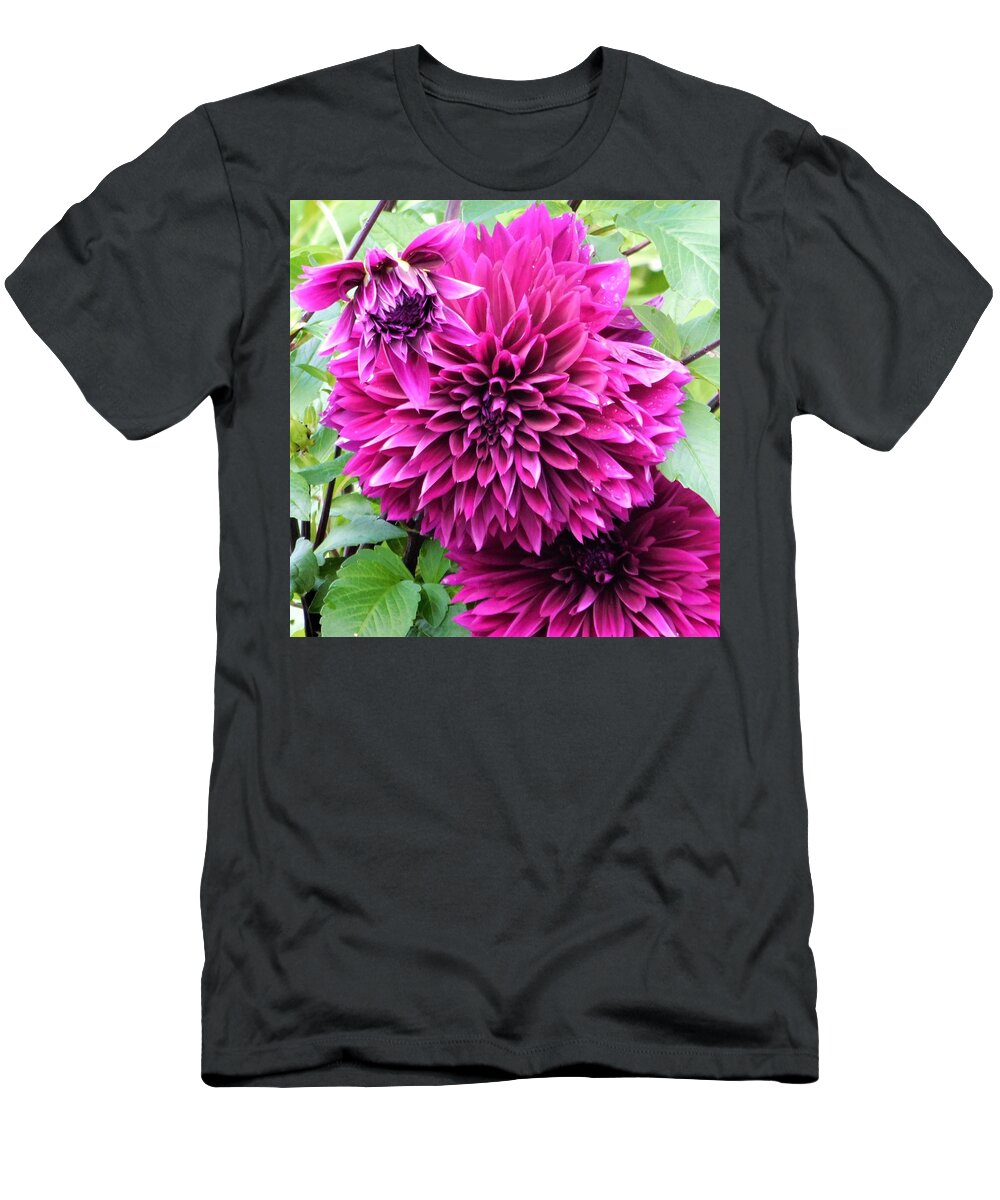 - Purple/pink Dahlia T-Shirt featuring the photograph - Purple/Pink Dahlia - by THERESA Nye