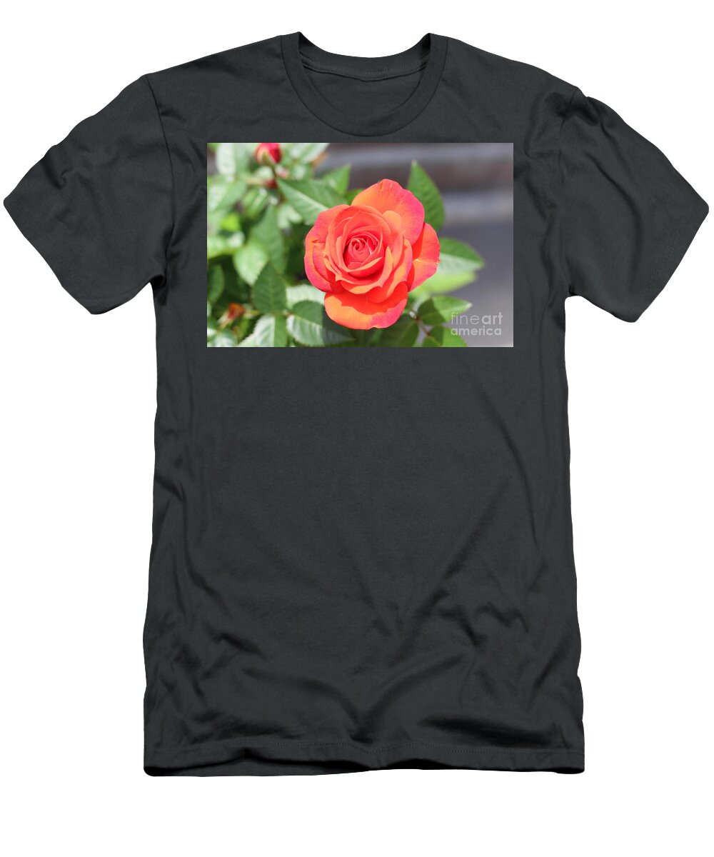 Purple Red Pedaled Rose T-Shirt featuring the photograph Purple Red Pedaled Rose by Barbra Telfer
