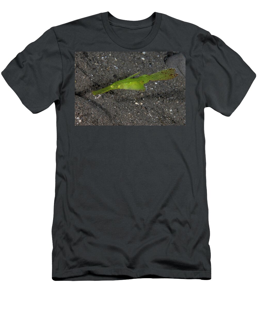 Aquatic T-Shirt featuring the photograph Robust Ghost Pipefish With Eggs by Andrew Martinez