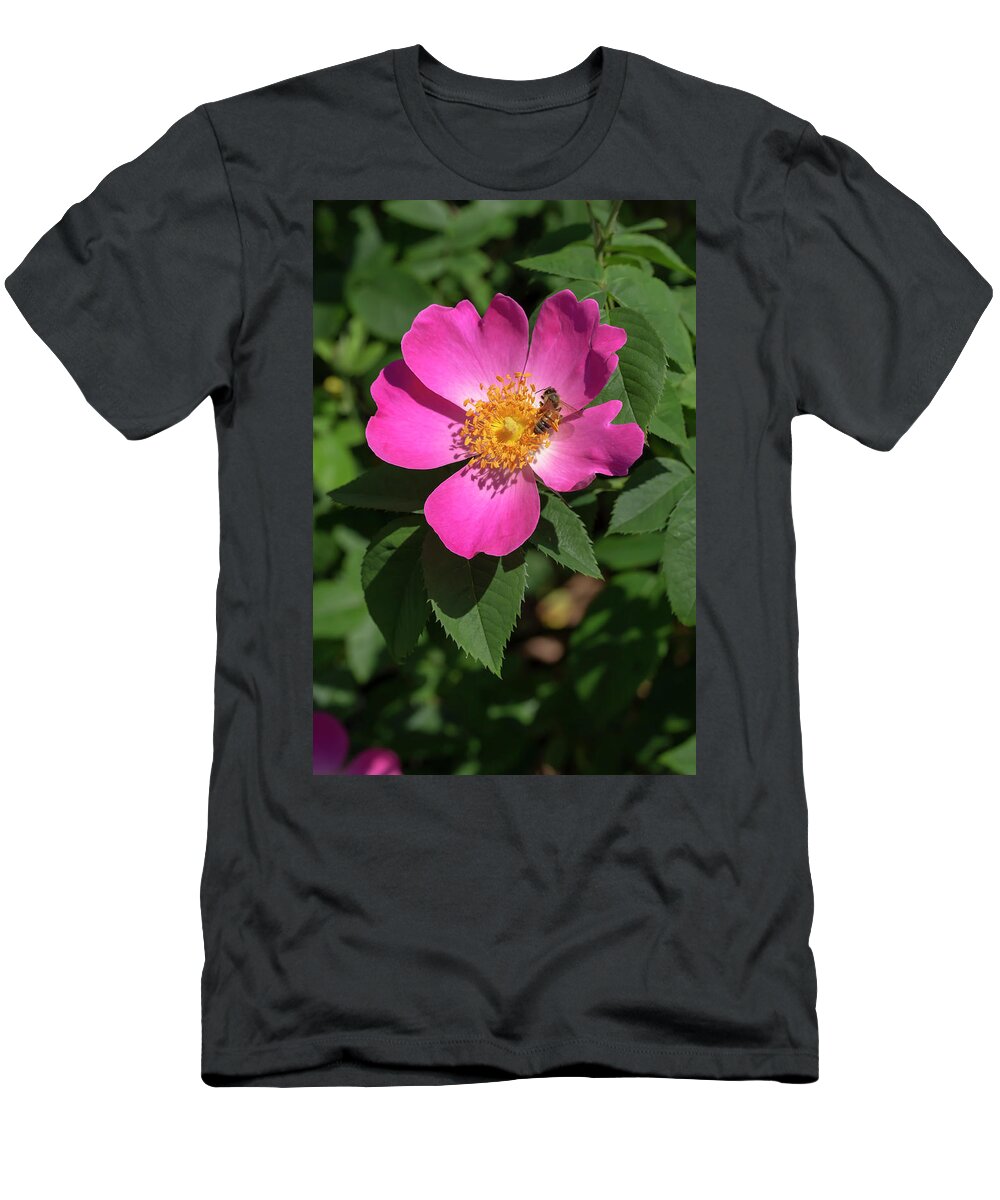 Rose T-Shirt featuring the photograph Rosa Complicata by Dawn Cavalieri