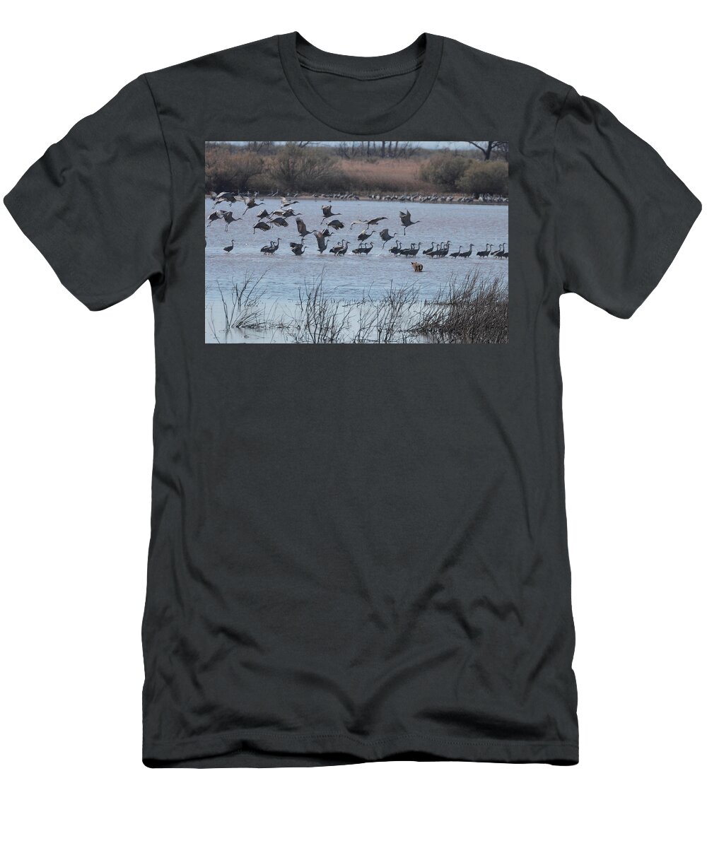 Birds T-Shirt featuring the photograph Sandhill Cranes 0359 by John Moyer