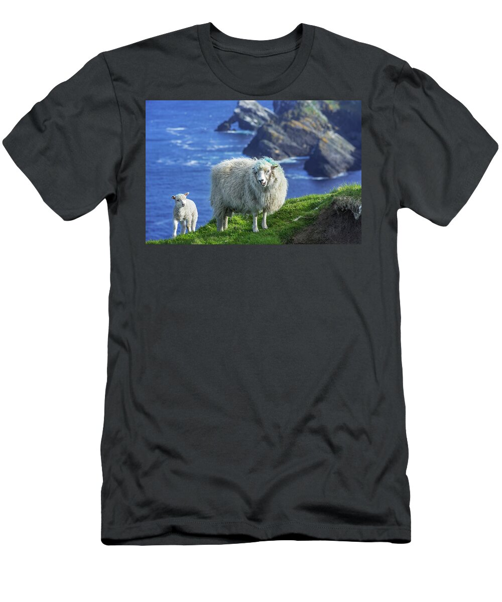 White T-Shirt featuring the photograph Scottish Sheep with Lamb by Arterra Picture Library