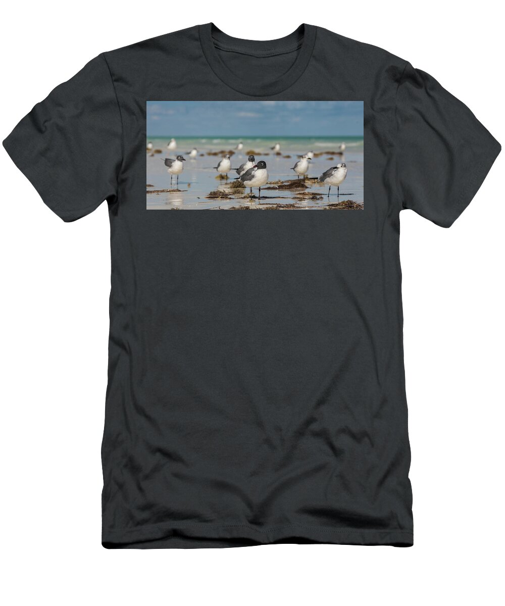 Seagull T-Shirt featuring the photograph Seagull at Holbox, Mexico by Julieta Belmont