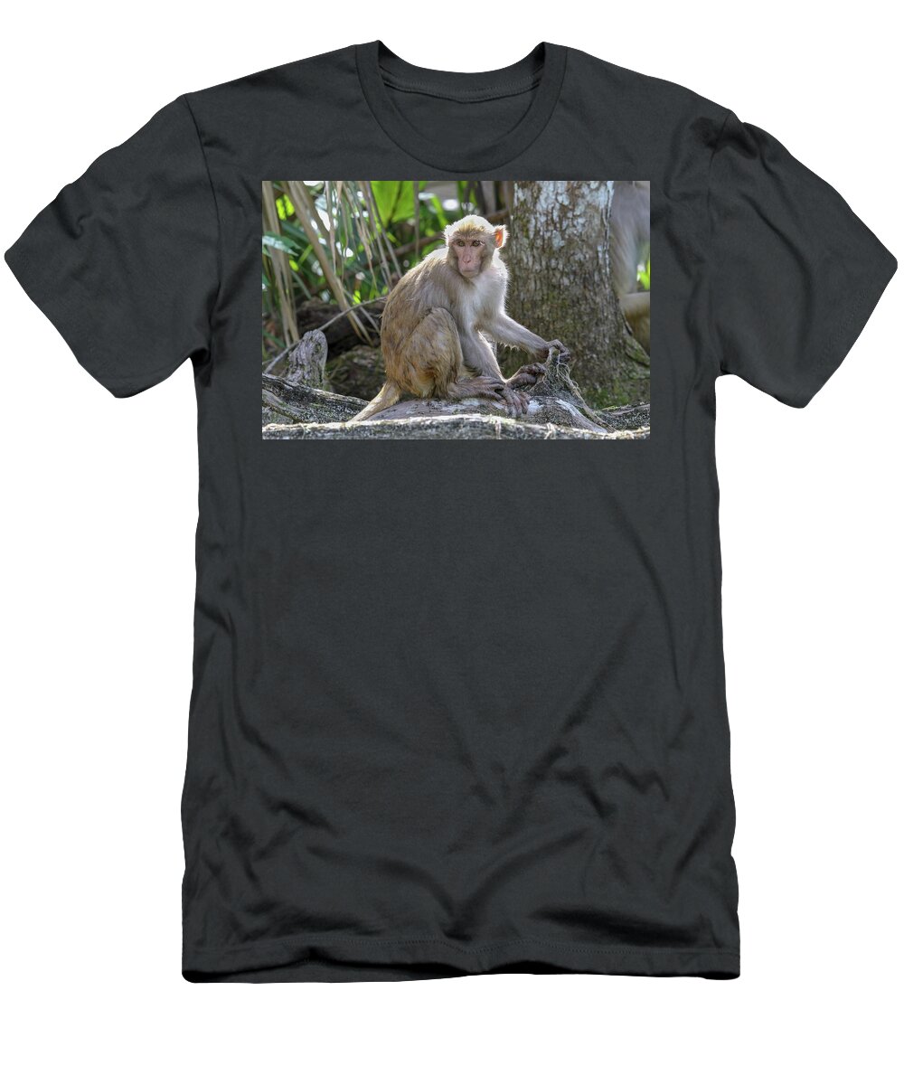 Rhesus Monkey T-Shirt featuring the photograph Silver Springs Rhesus Monkey by Brook Burling