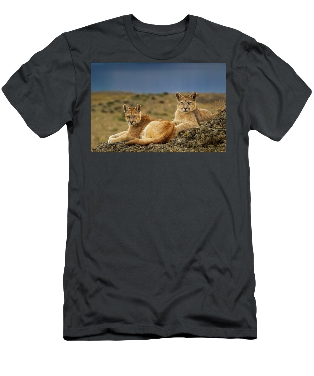 Sebastian Kennerknecht T-Shirt featuring the photograph Six Month Old Mountain Lions by Sebastian Kennerknecht