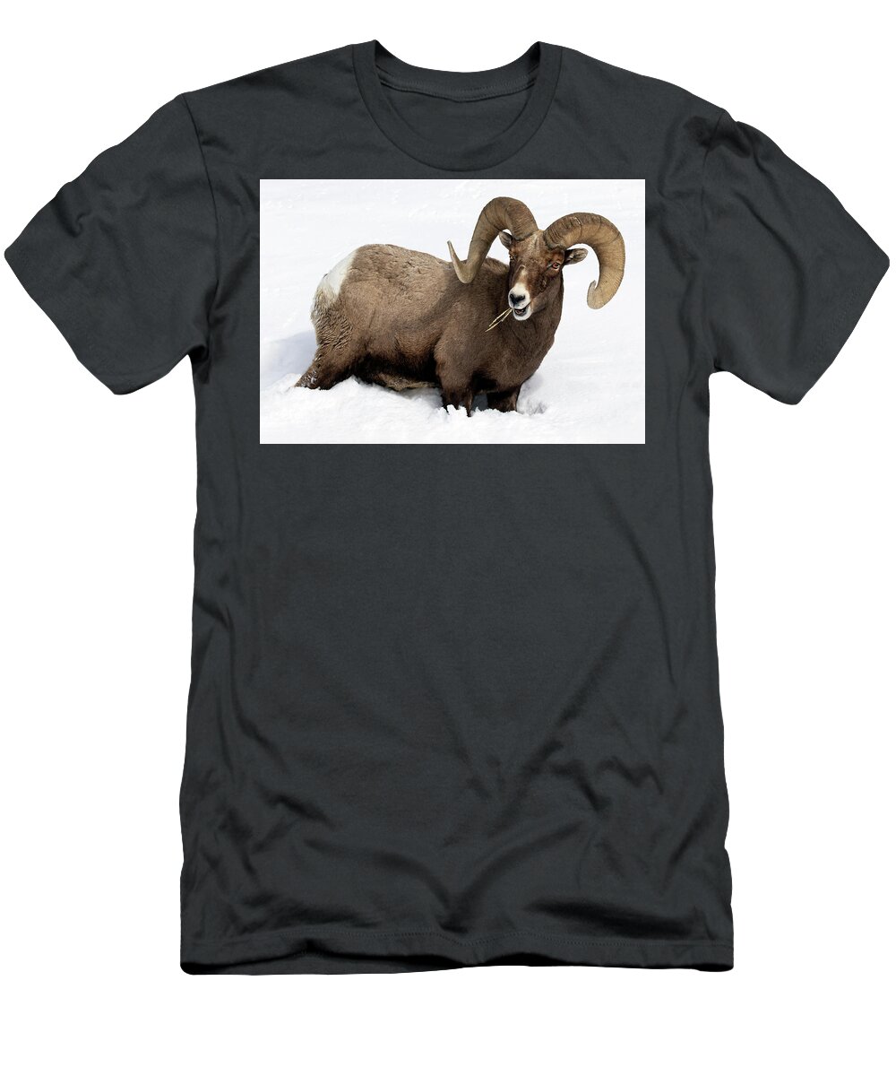 Ram T-Shirt featuring the photograph Snow Country Ram by Art Cole