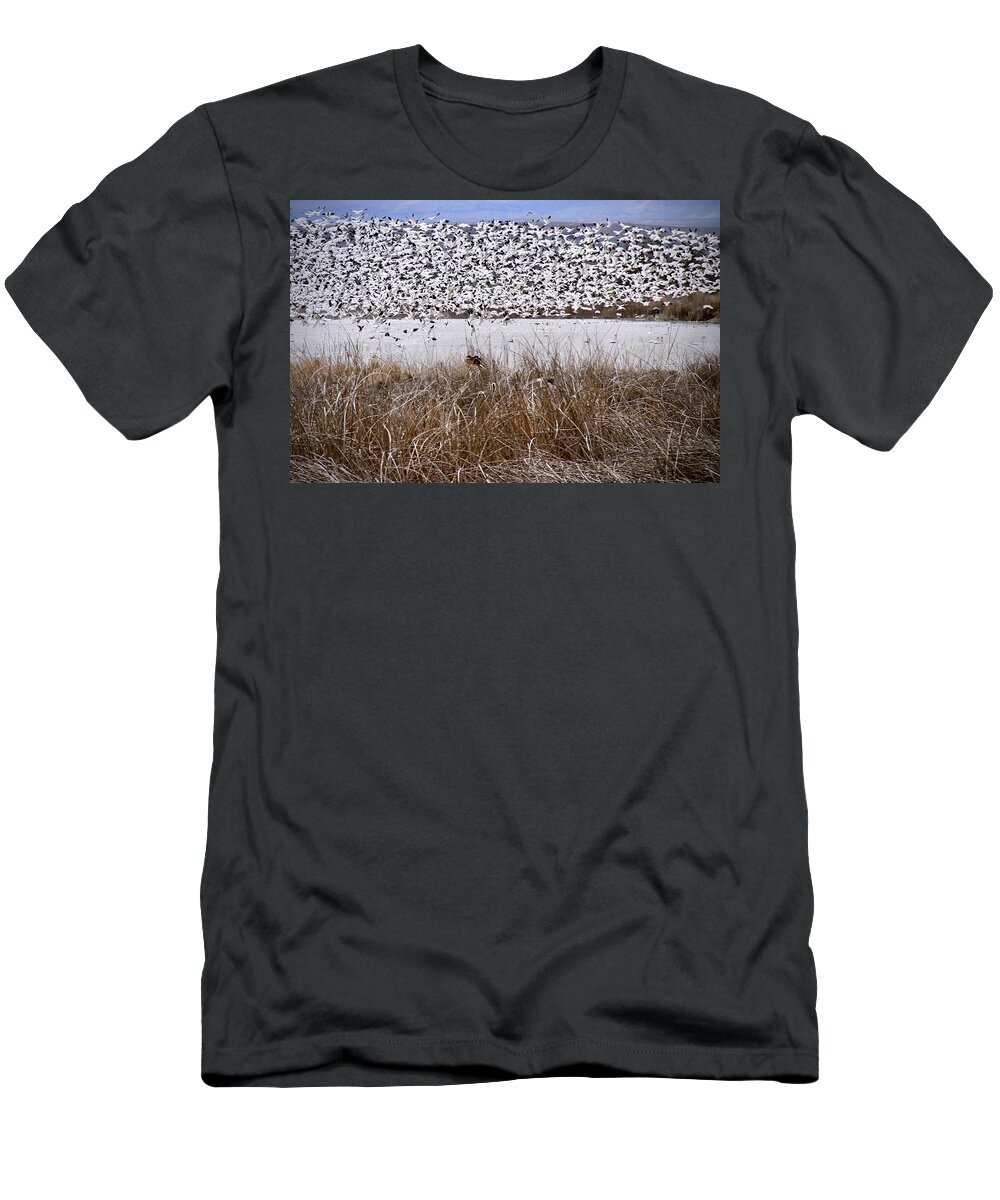 Snow Geese T-Shirt featuring the photograph Snow Geese Migration by Ed Riche