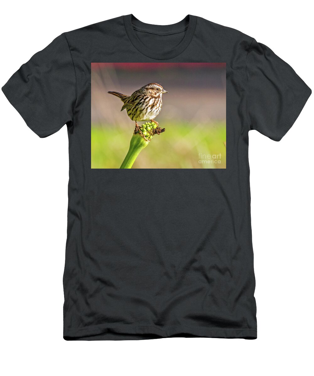 Song Sparrow T-Shirt featuring the photograph Songster Perching by Kate Brown