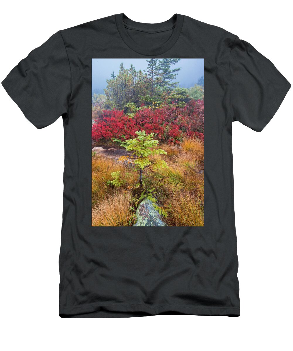 Jeff Foott T-Shirt featuring the photograph Spruce And Autumn Blueberry by Jeff Foott
