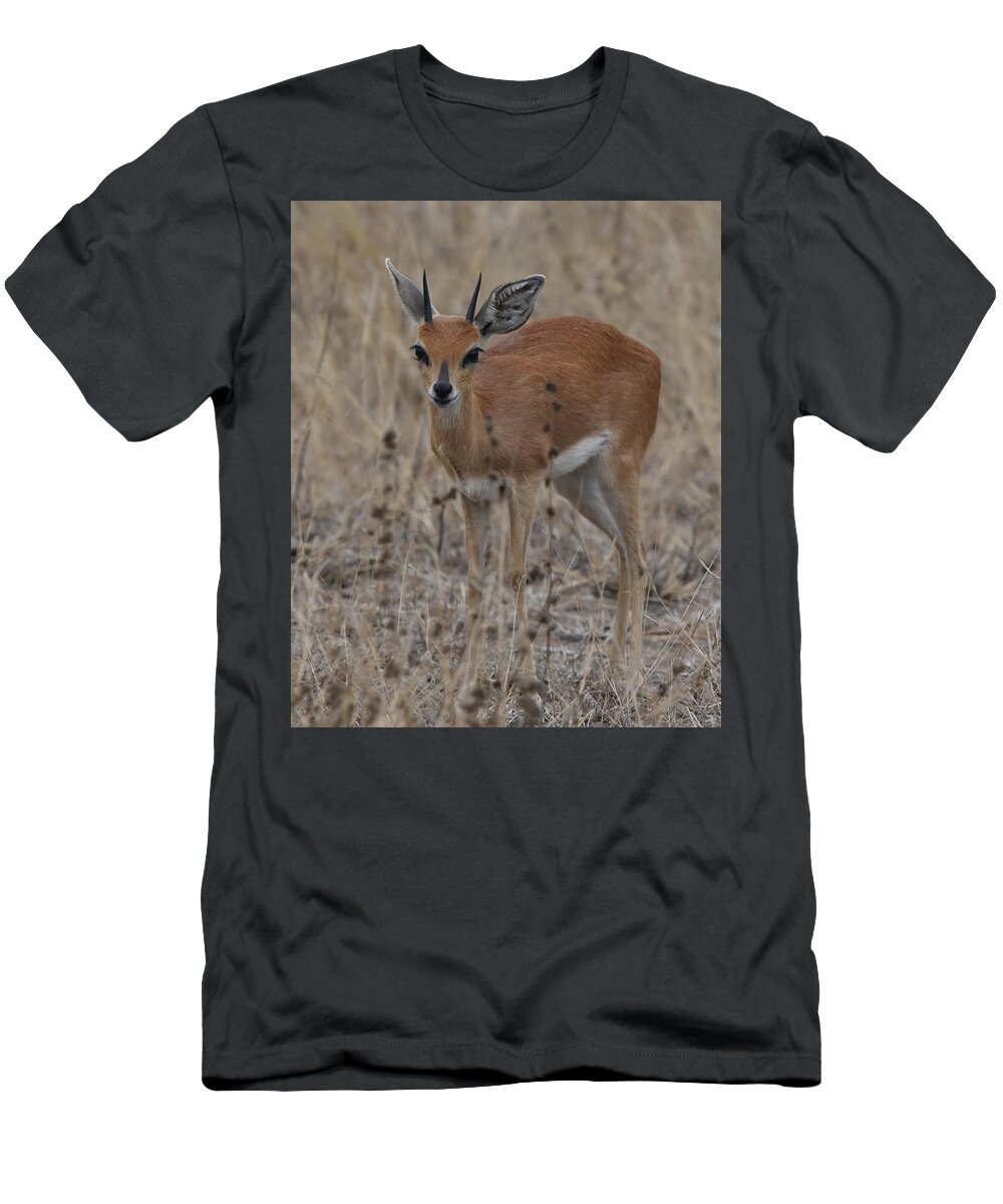 Steenbok T-Shirt featuring the photograph Steenbok, Kruger National Park by Ben Foster