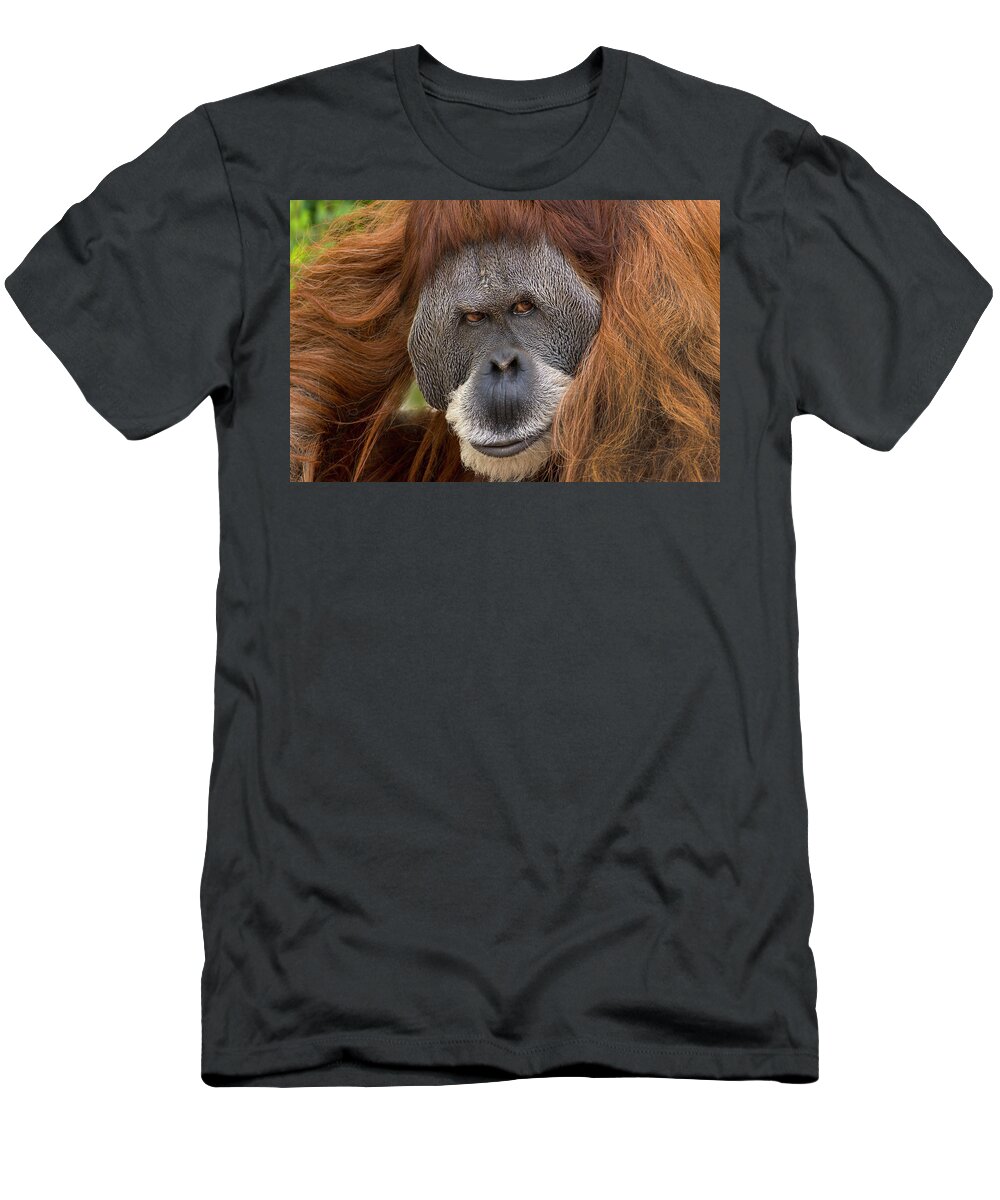 00574894 T-Shirt featuring the photograph Sumatran Orangutan Male by Tim Fitzharris