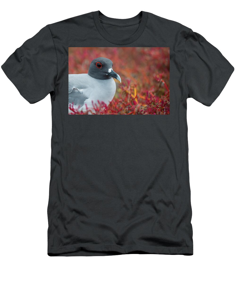 Animals T-Shirt featuring the photograph Swallow-tailed Gull On Plazas Island by Tui De Roy