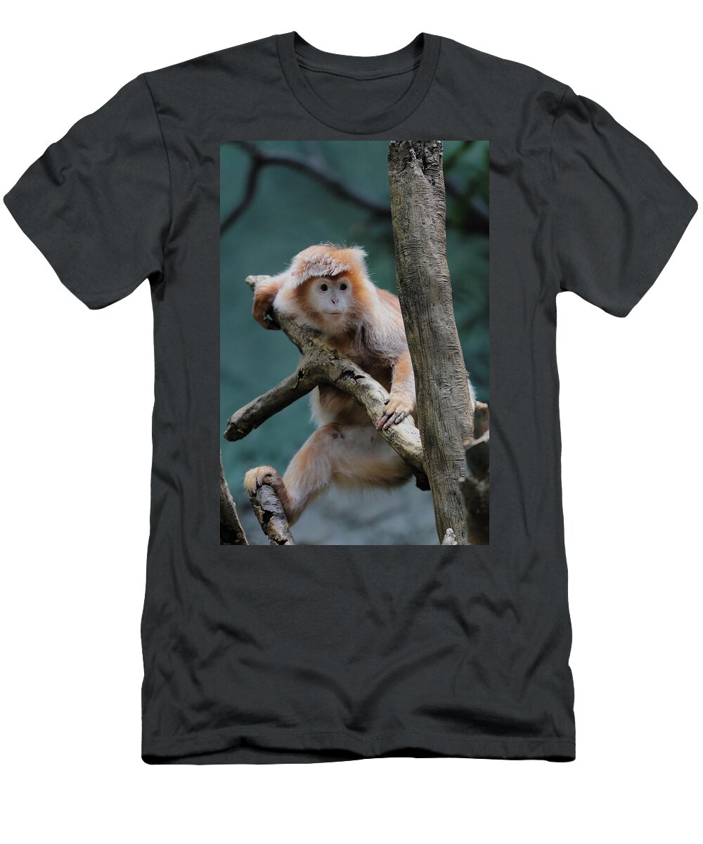 Bronx Zoo T-Shirt featuring the photograph Tan Monkey 2 by Doolittle Photography and Art