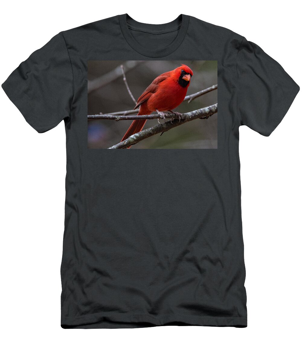 The New Red Suit Prints T-Shirt featuring the photograph The New Red Suit by John Harding