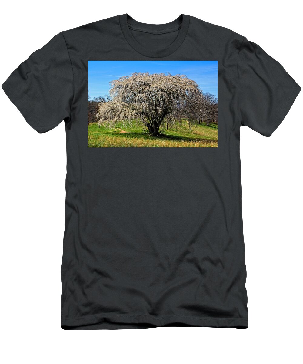 Tree T-Shirt featuring the photograph Tree Celebration by Allen Nice-Webb