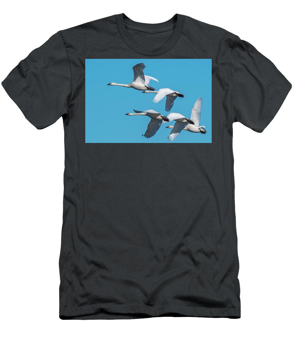 Birds T-Shirt featuring the photograph Tundra Swans in Flight by Donald Brown