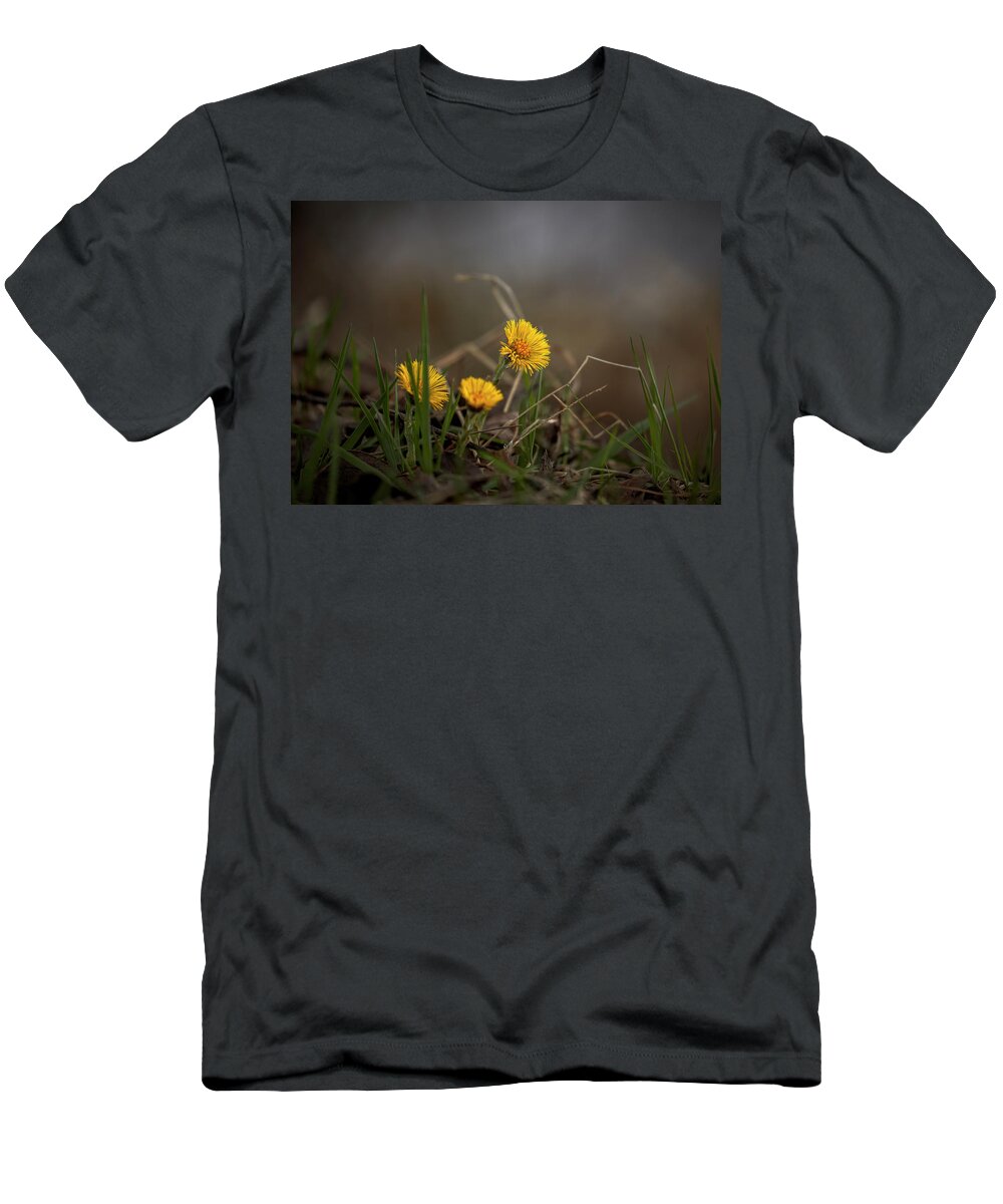 Tussilago T-Shirt featuring the photograph Tussilago farfara, coltsfoot #i7 by Leif Sohlman