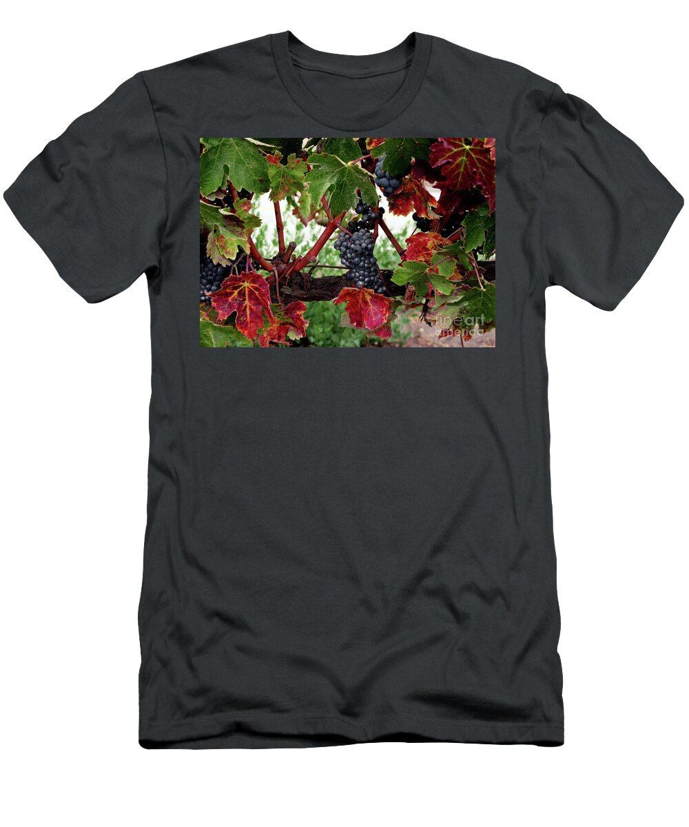 Wine Grapes In The Fall T-Shirt featuring the photograph Vineyard in the Fall by Terri Brewster
