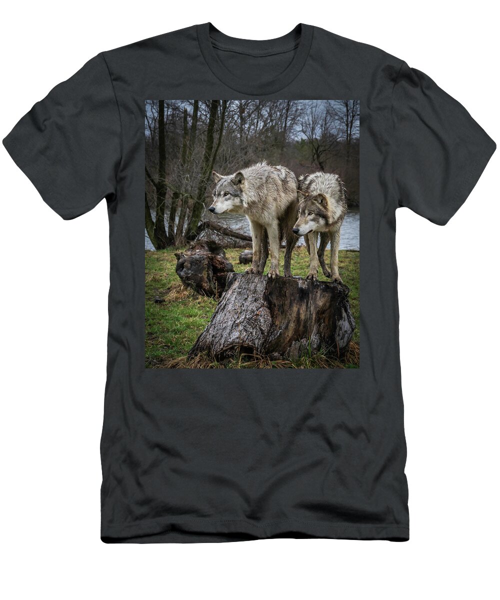 Wolf Wolves T-Shirt featuring the photograph What Ya Think by Laura Hedien