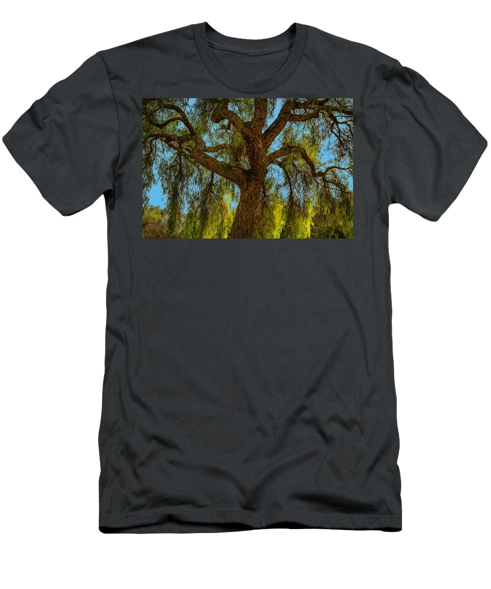 Willow T-Shirt featuring the photograph Wild Willow by Alison Frank