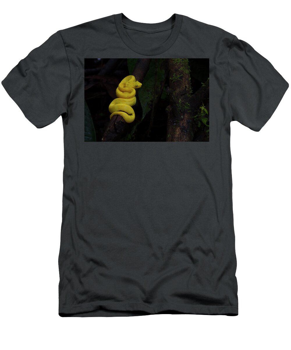Snake T-Shirt featuring the photograph Yellow eye-lashed Viper by Patrick Nowotny