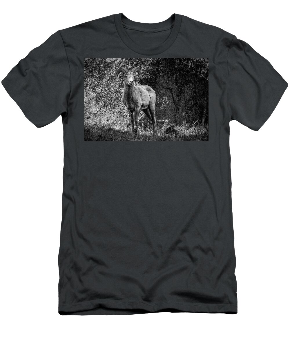 Bighorn Sheep T-Shirt featuring the photograph Yellowstone Bighorn BW by Rick Pisio