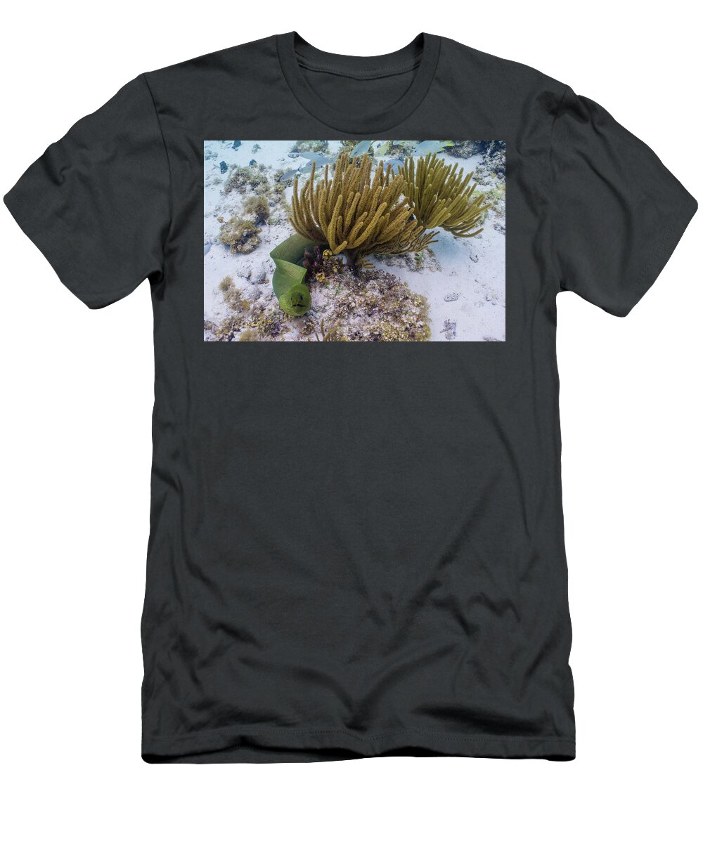 Eel T-Shirt featuring the photograph You Called? by Lynne Browne