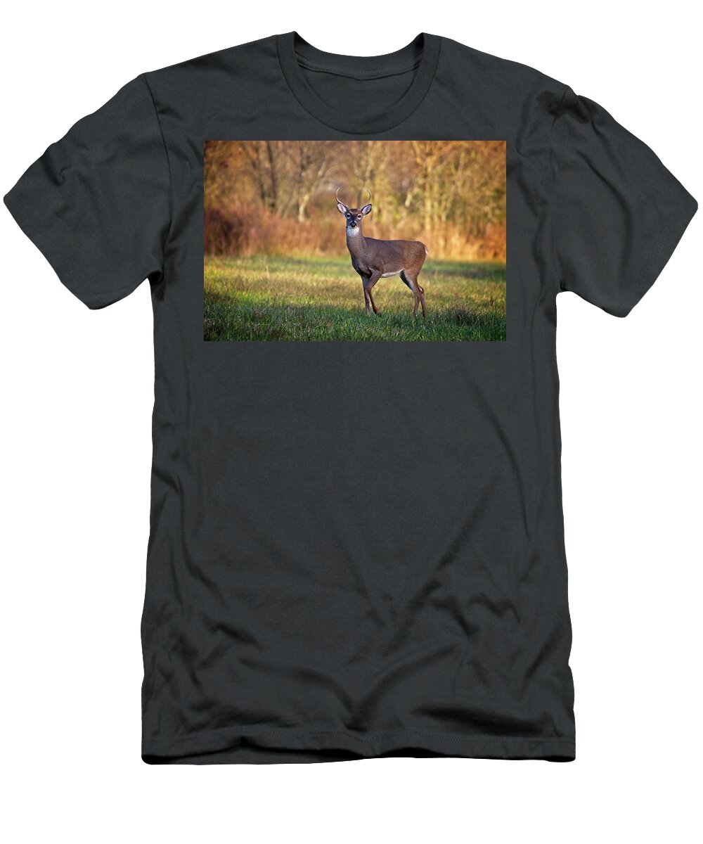 Wildlife T-Shirt featuring the photograph Young Buck by John Benedict
