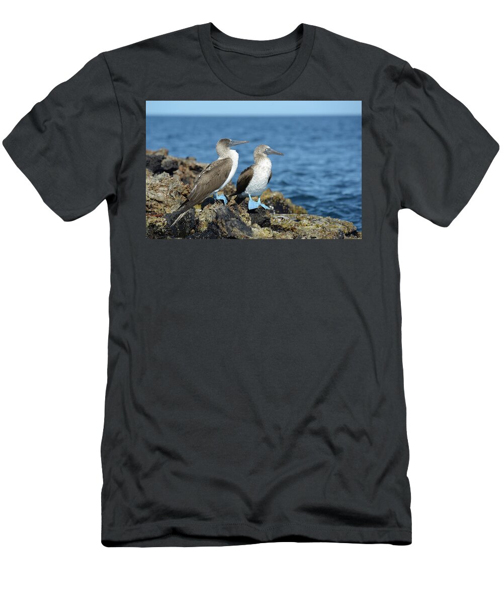 Republic Of Ecuador T-Shirt featuring the photograph Blue-footed Booby, Sula nebouxii, Punta Moreno, Isabela Island, Galapagos Islands, Ecuador #1 by Kevin Oke