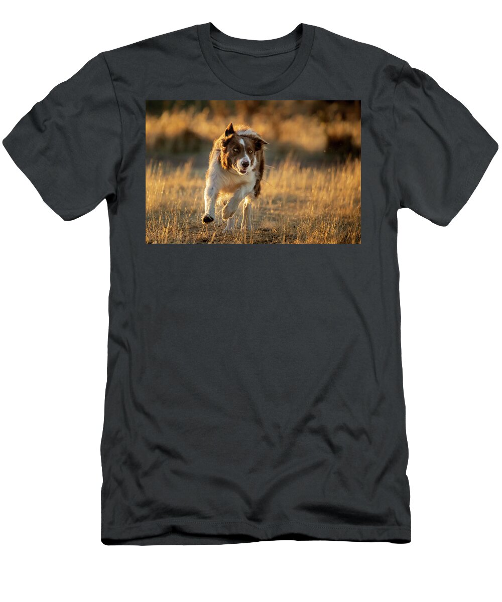 Border Collie T-Shirt featuring the photograph Border Collie #1 by Diana Andersen