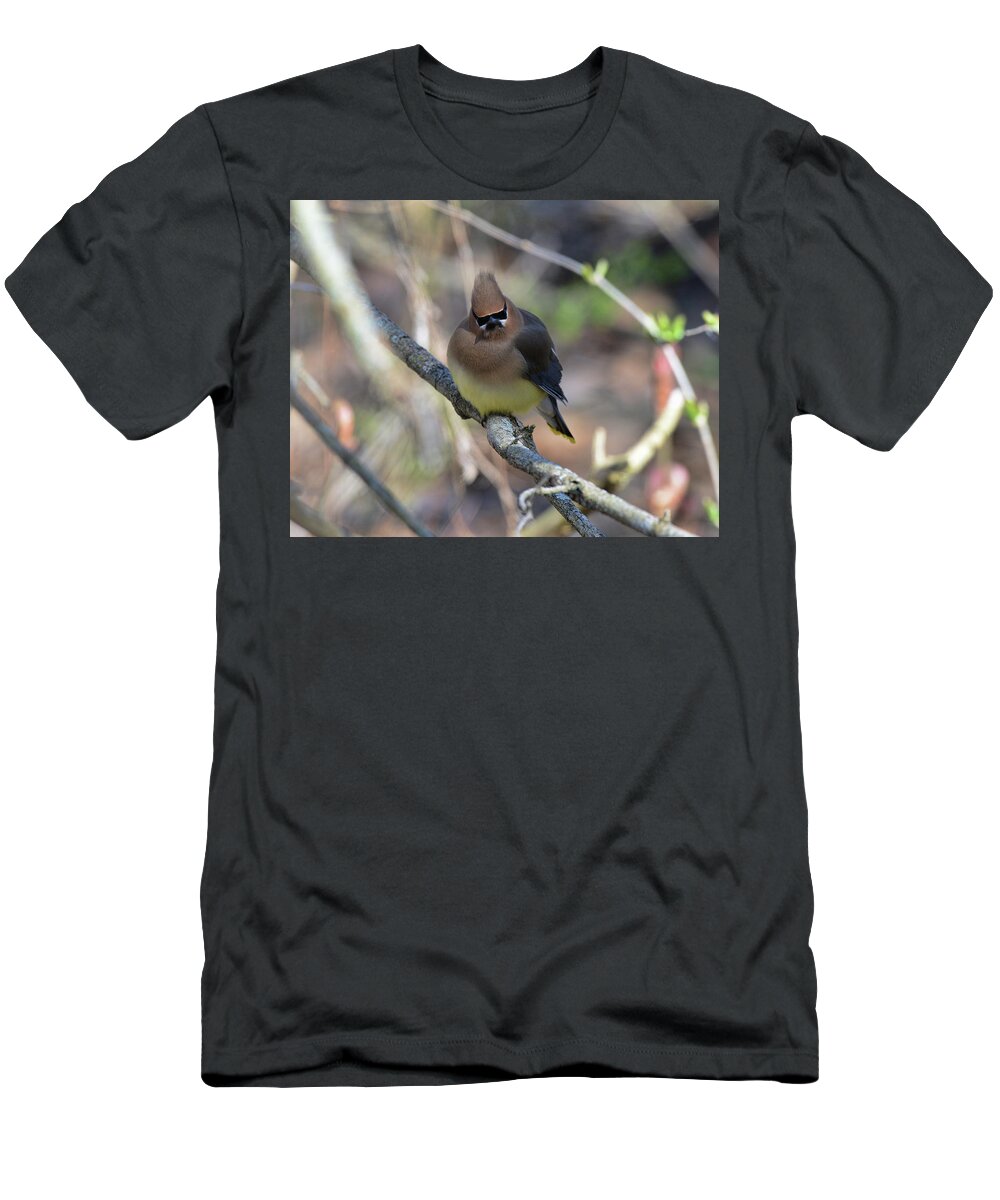  T-Shirt featuring the photograph Cedar Waxwing 6 #1 by David Armstrong