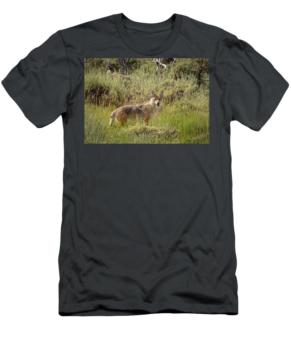  T-Shirt featuring the photograph Coyote #1 by Laura Terriere