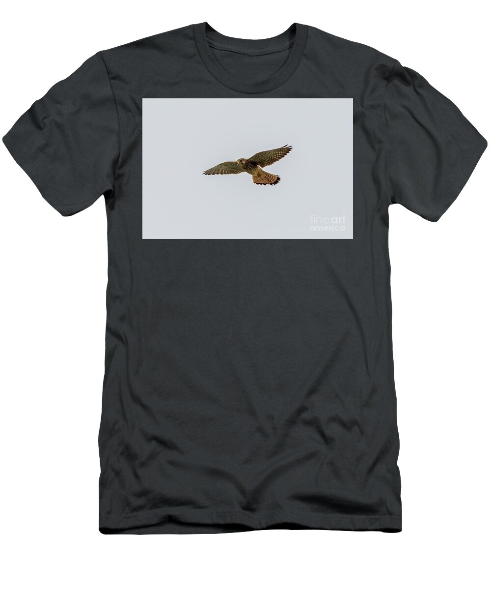 Kestrel T-Shirt featuring the photograph Eurasian Kestrel Falco tinnunculus Costa Ballena Cadiz #1 by Pablo Avanzini