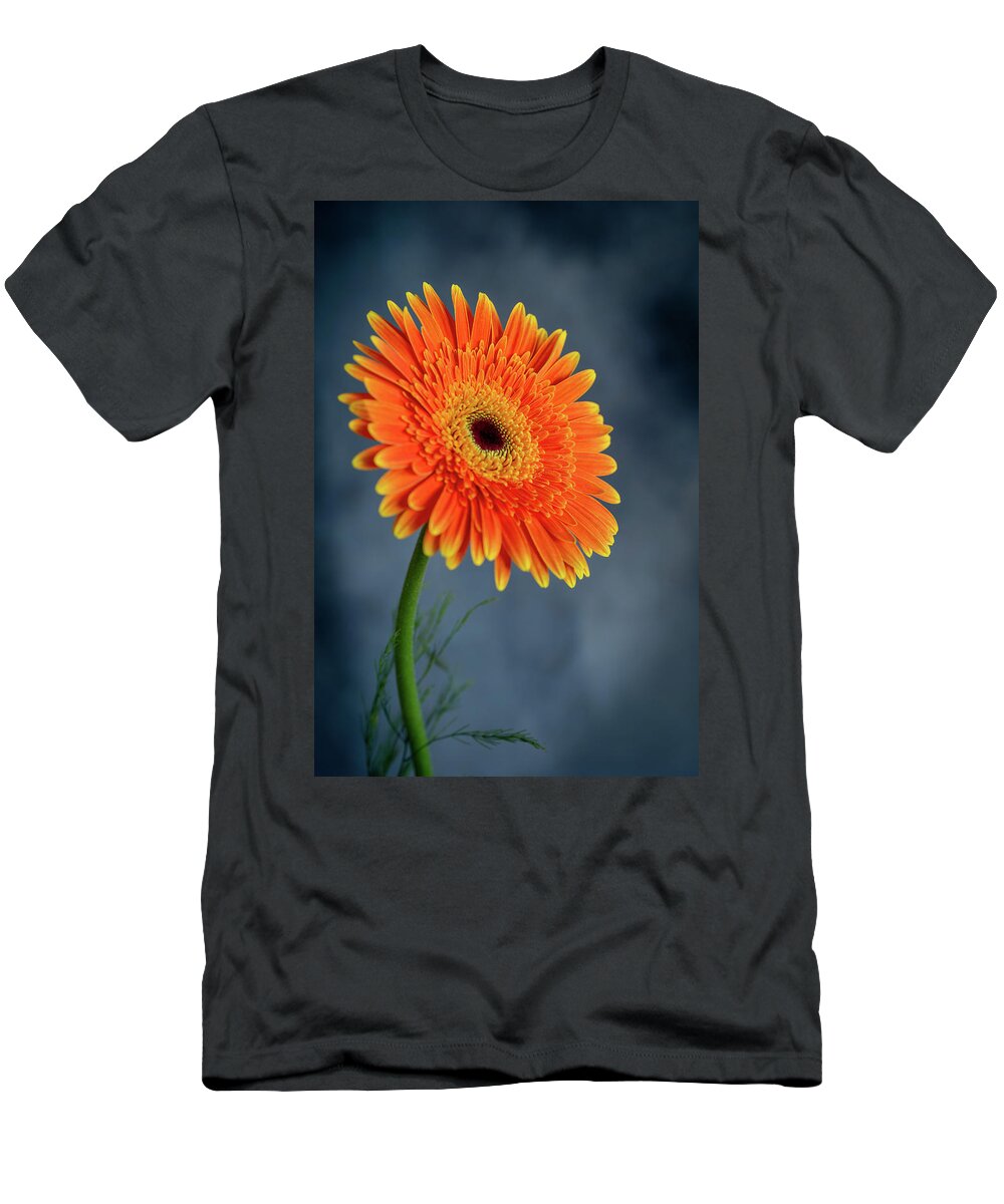 Daisies T-Shirt featuring the photograph Fresh beautiful orange daisy flower blossom. Blooming flower by Michalakis Ppalis