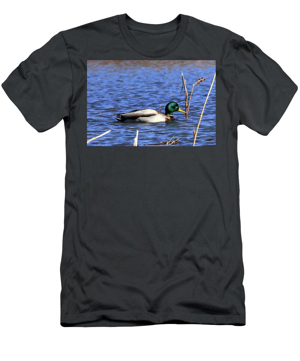 Duck T-Shirt featuring the photograph Mallard by Robert Harris