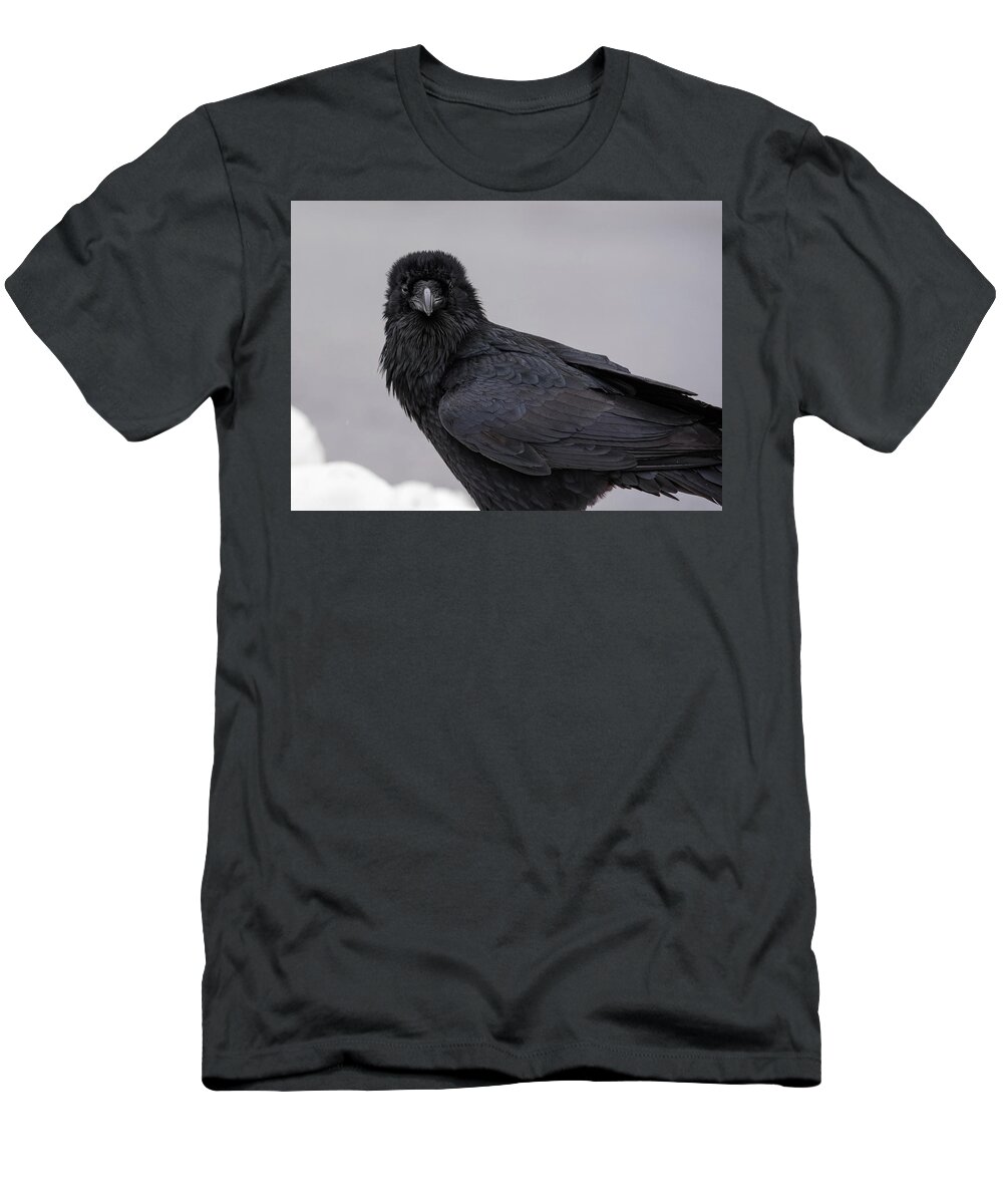 Raven T-Shirt featuring the photograph Raven #1 by David Kirby