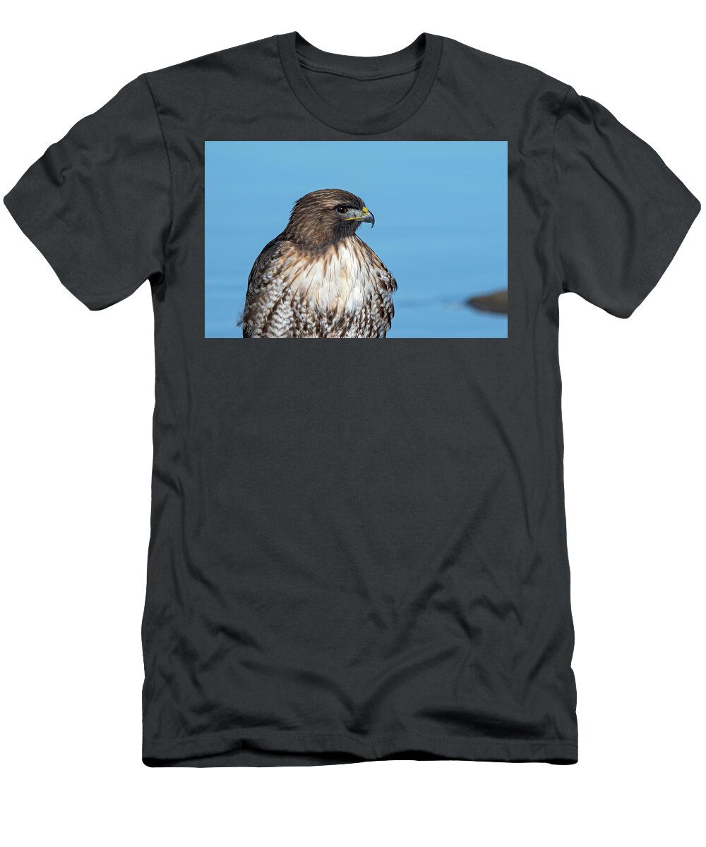 Raptor T-Shirt featuring the photograph Red Tailed Hawk 6 #1 by Rick Mosher