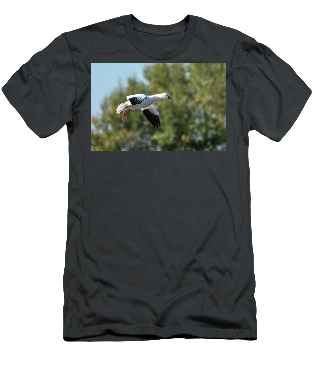 Goose T-Shirt featuring the photograph Snow Goose by Jerry Cahill