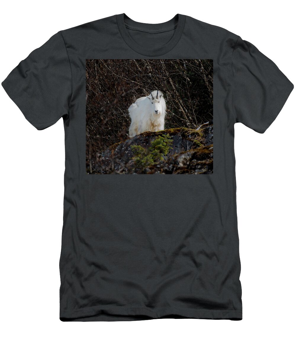Goat T-Shirt featuring the photograph Watching #1 by David Kirby