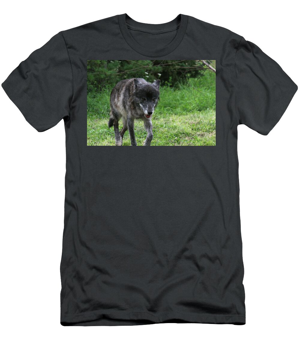 Wolf T-Shirt featuring the photograph Wolf by Demetrai Johnson