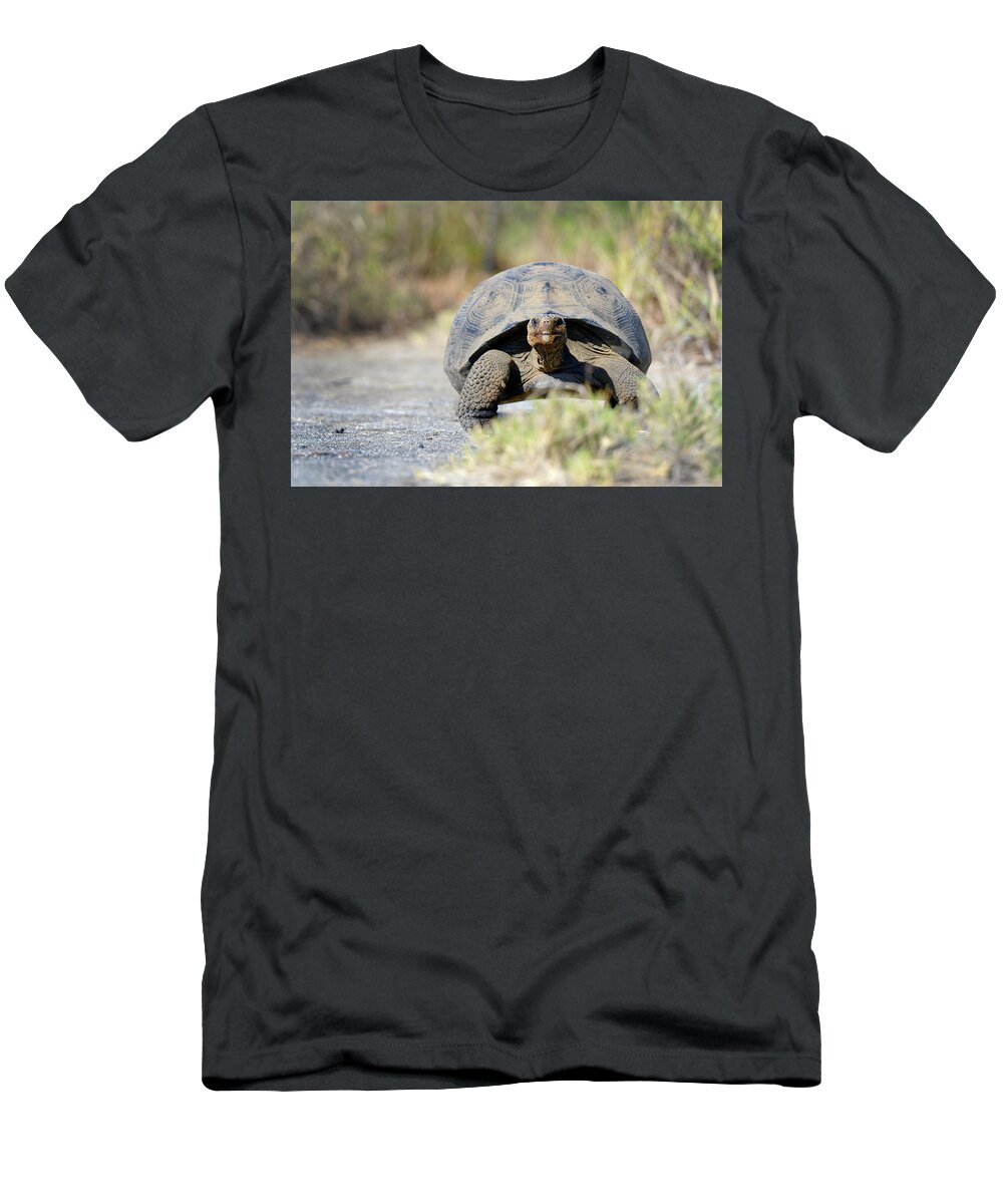 Republic Of Ecuador T-Shirt featuring the photograph Galapagos giant tortoise, Chelonoidis nigra, Urbina Bay, Isabela Island, Galapagos Islands, Ecuador #2 by Kevin Oke