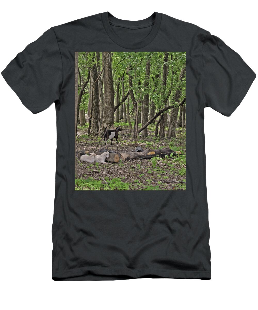 Goats T-Shirt featuring the photograph 2022 Visiting Goats 1 by Janis Senungetuk