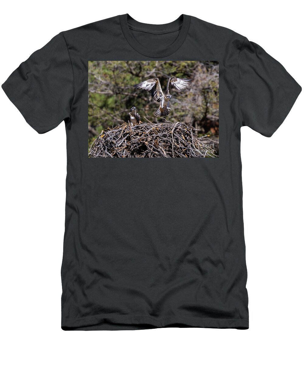 Osprey T-Shirt featuring the photograph Flying Osprey #3 by Steven Krull
