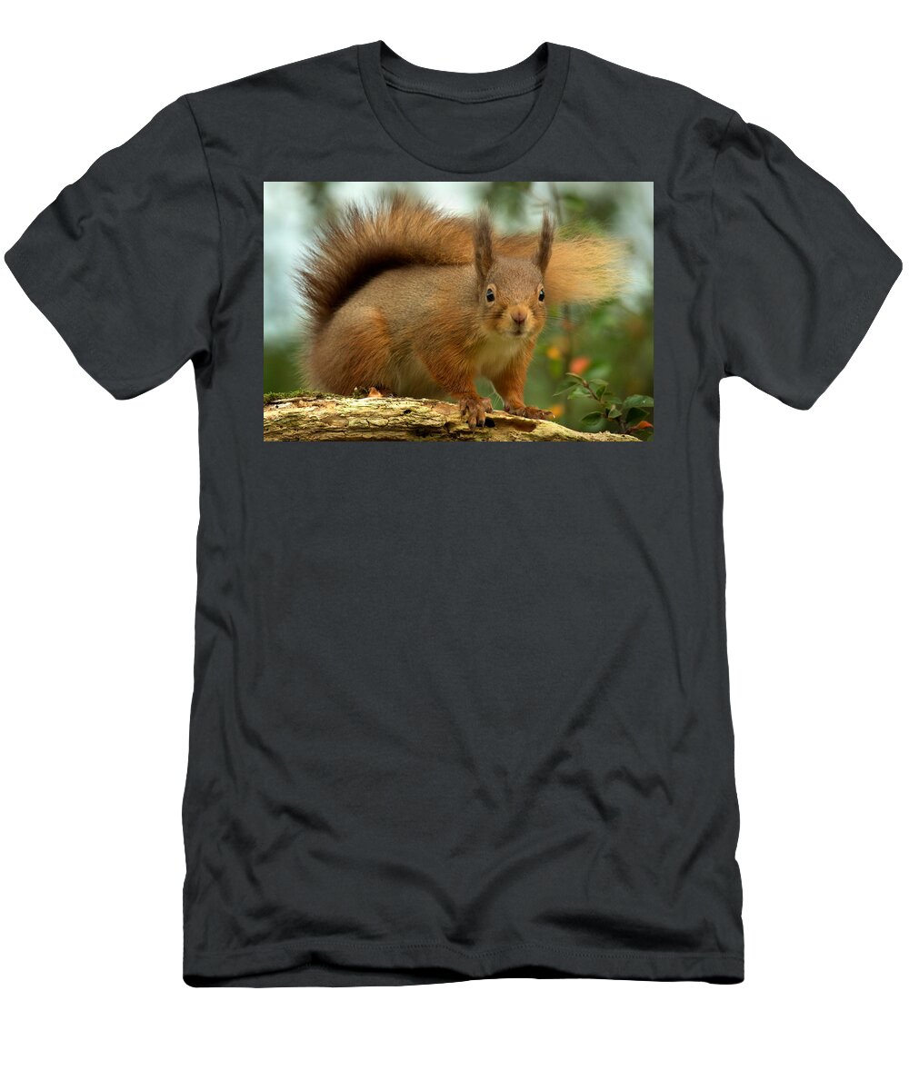 Red Squirrel T-Shirt featuring the photograph Red Squirrel #3 by Gavin MacRae