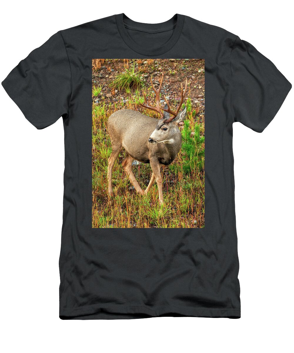 Deer T-Shirt featuring the photograph 8 Point Buck by Kenneth Everett