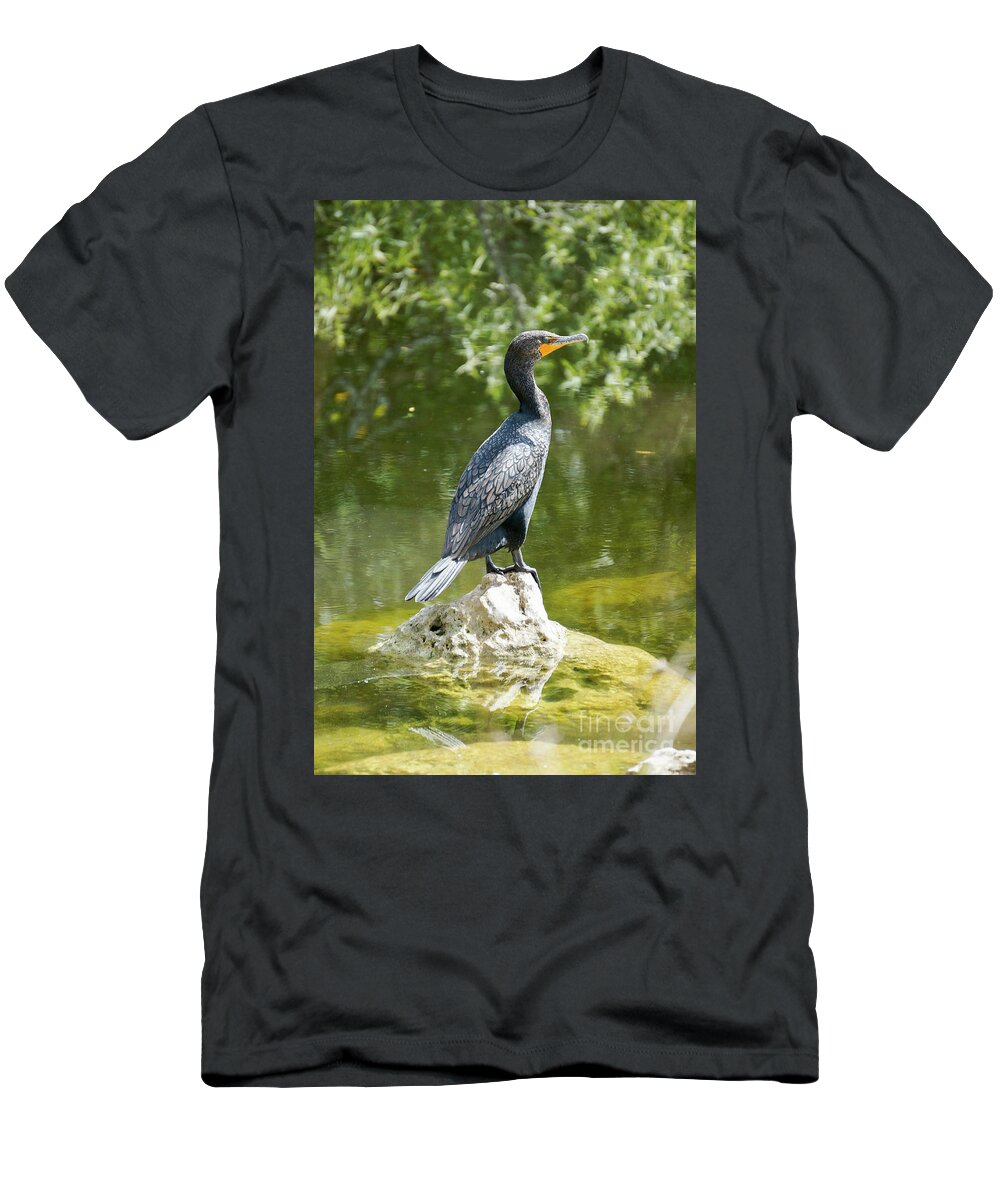 Big Cypress National Preserve T-Shirt featuring the photograph A double-crested cormorant rests on a rock in the Florida Evergl by William Kuta